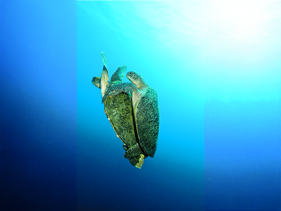 Tortue nicolas barraqué