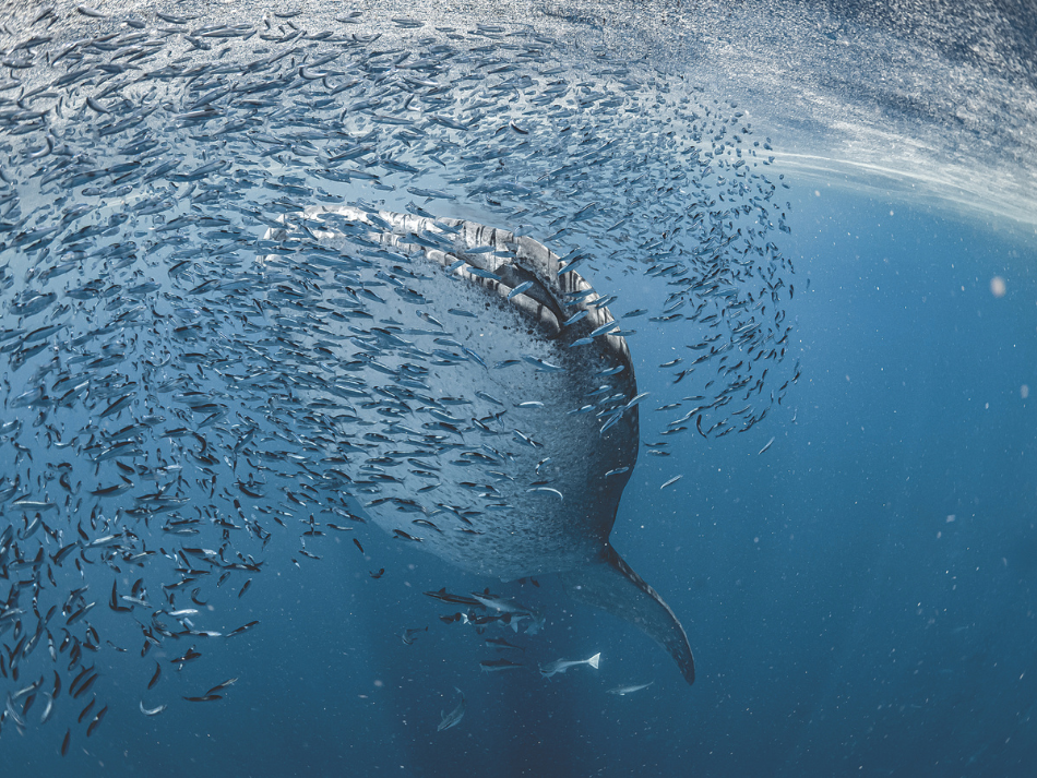 Whaleshark (1)