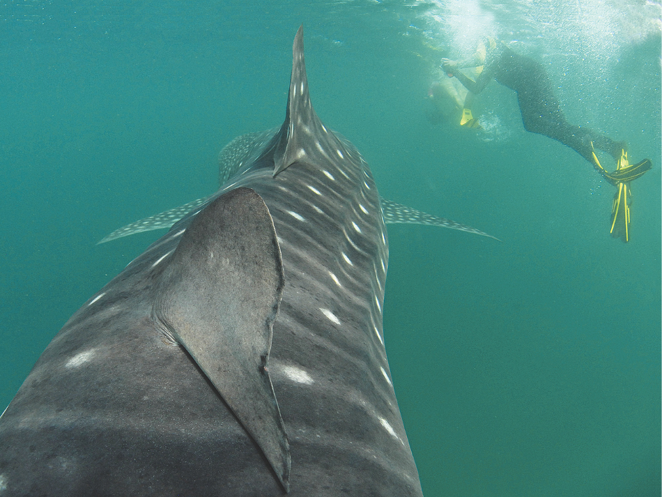 Whaleshark (2)