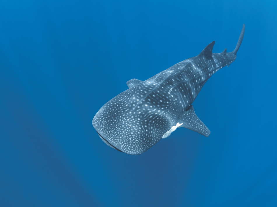 Whaleshark (9)
