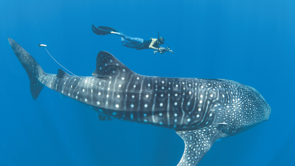 Whaleshark couverture