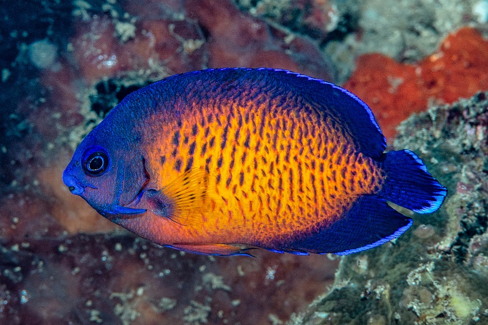 05 centropyge bispinosa bunaken fl 230305 103237 luminarneo edit