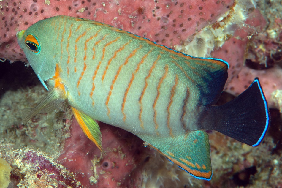 Centropyge eibli