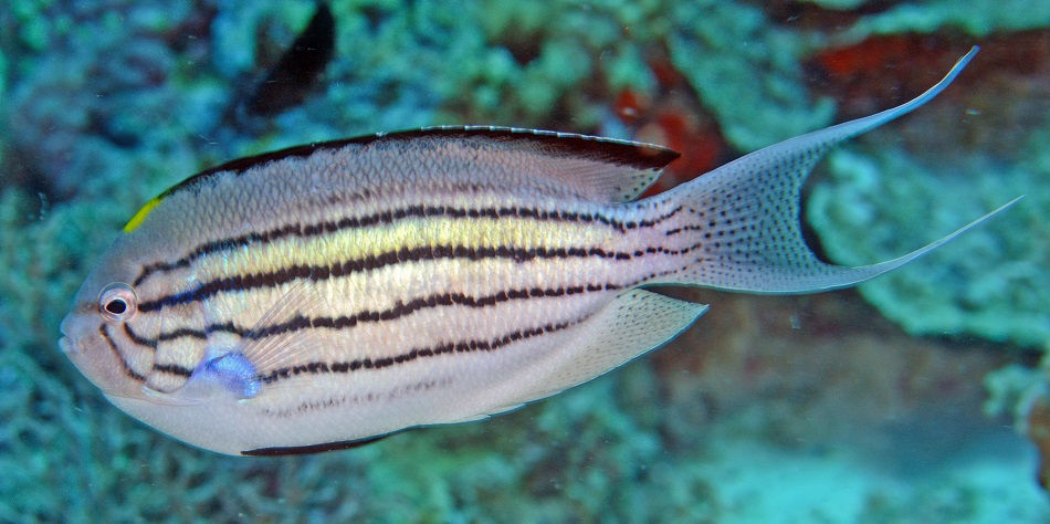 15 genicanthus lamarck male 20180524 3269