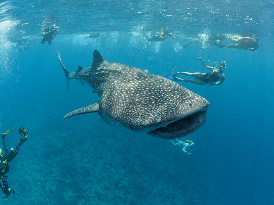 15 conseils amelorer photos sous marines pleine eau surface 1