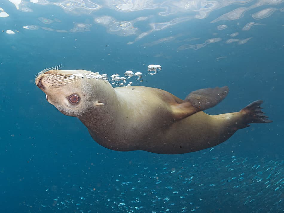 15 conseils amelorer photos sous marines pleine eau surface 2