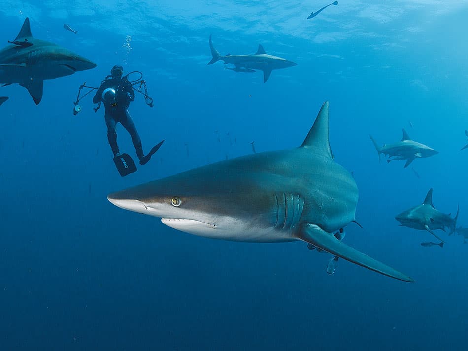 15 conseils amelorer photos sous marines pleine eau surface 4