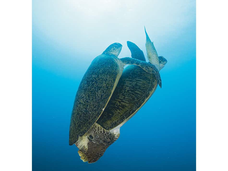 15 conseils amelorer photos sous marines pleine eau surface 7