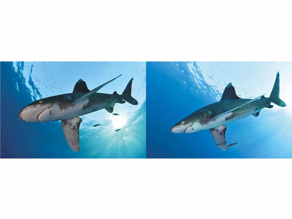 15 conseils amelorer photos sous marines pleine eau surface 8