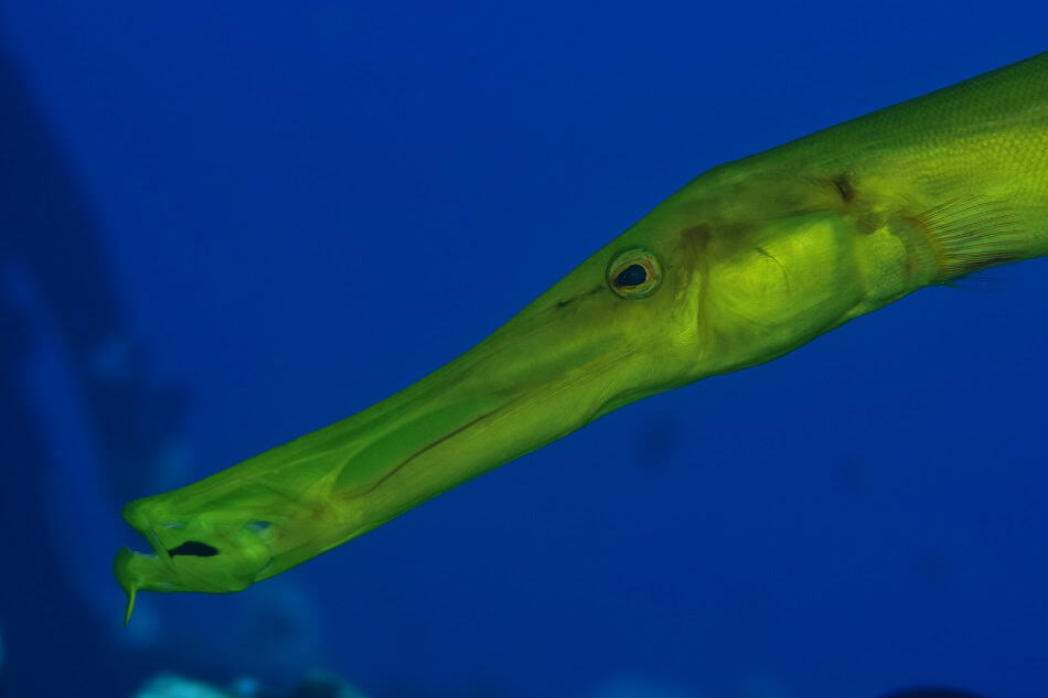 17174 17 2p 6847