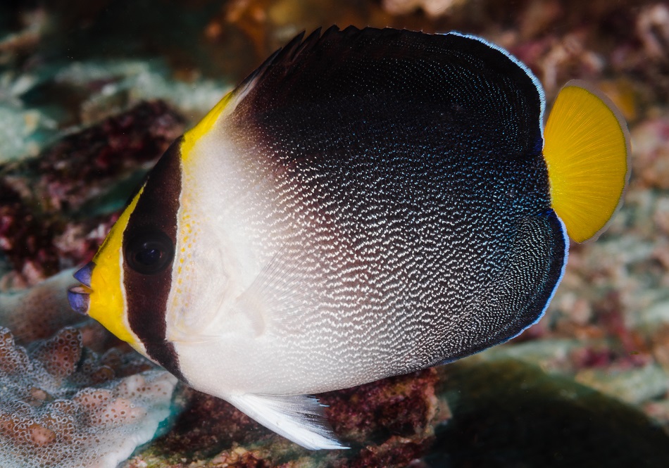Chaetodontoplus mesoleucus