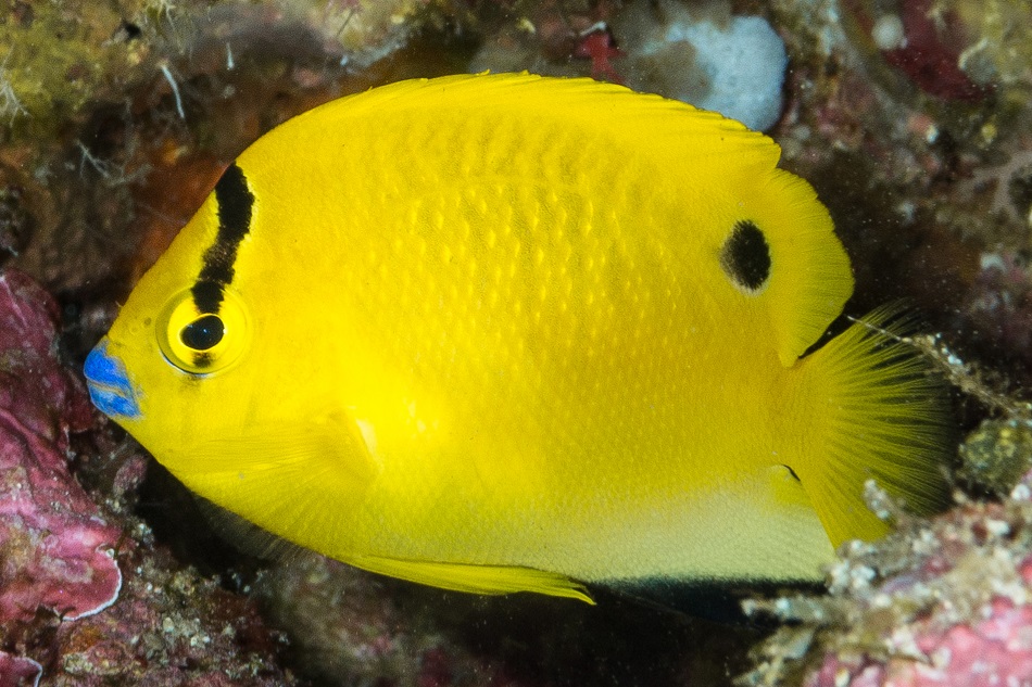 Holacanthus trimaculatus
