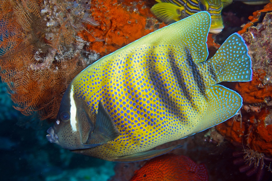 32 pomacanthus sexstriatus rajaampat 20161127 9815