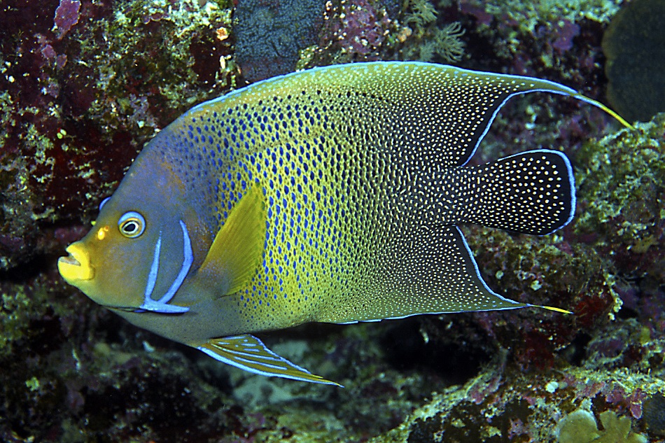 34 pomacanthus semicirculatus ncd99 690