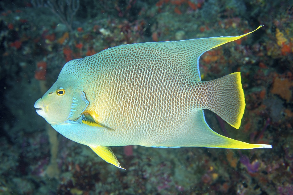 49 car holacanthus bermudensis fla 20220205 8577