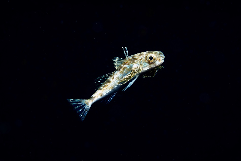 4°post larve dactylopterus volitans blackwater©leslie bissey