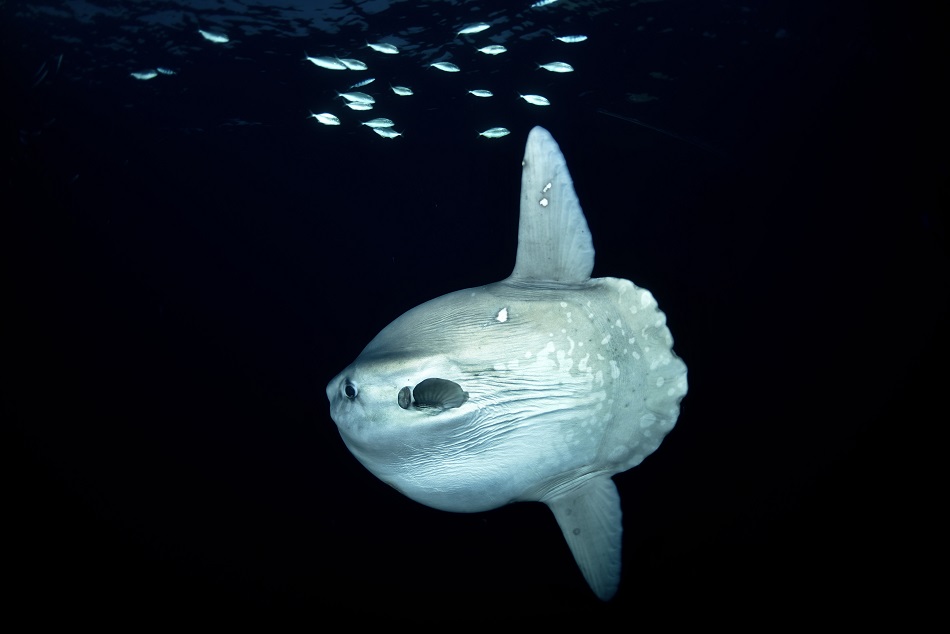 6°mola mola blackwater©leslie bissey