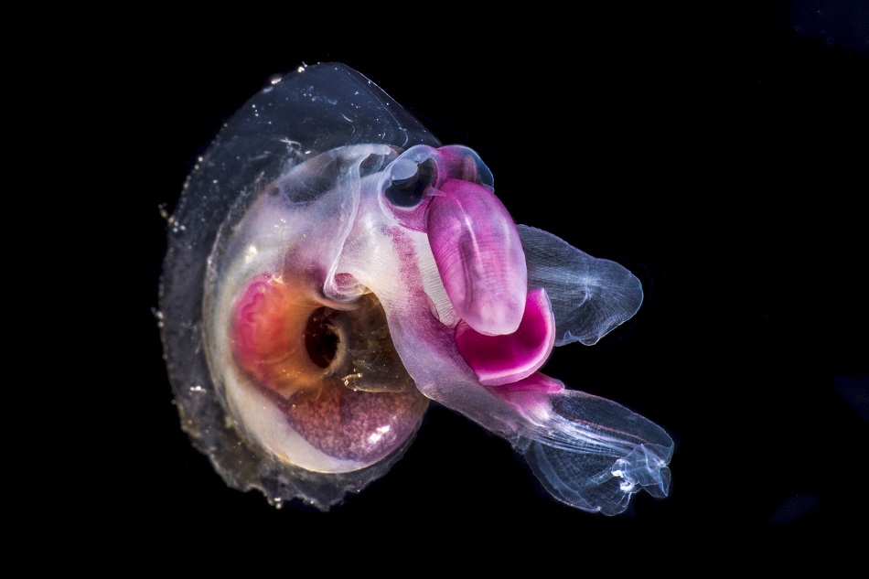 Oxygyrus inflatus
