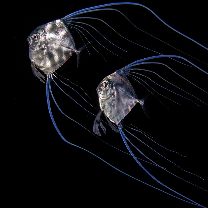 Alectis ciliaris 2 ig