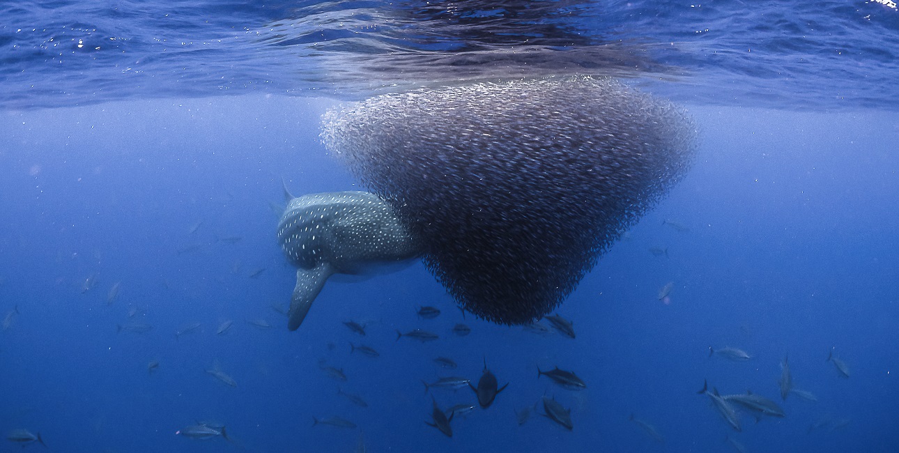 Un requin-baleine majestueux navigue à travers un banc de poissons, illustrant la richesse de la biodiversité marine.