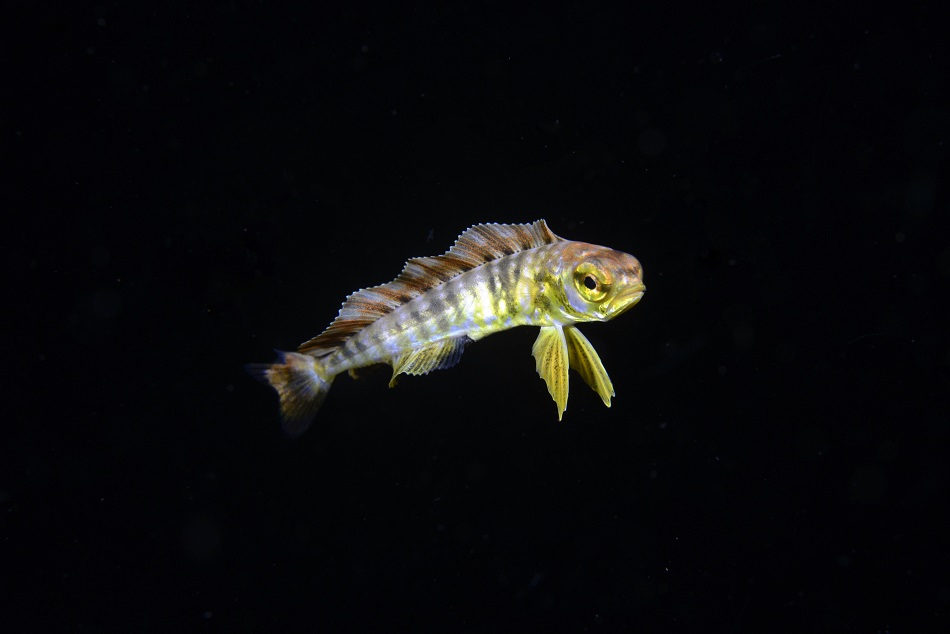Corypheanea hippurus 20mm martinique fevrier 2023 ©rd (15)