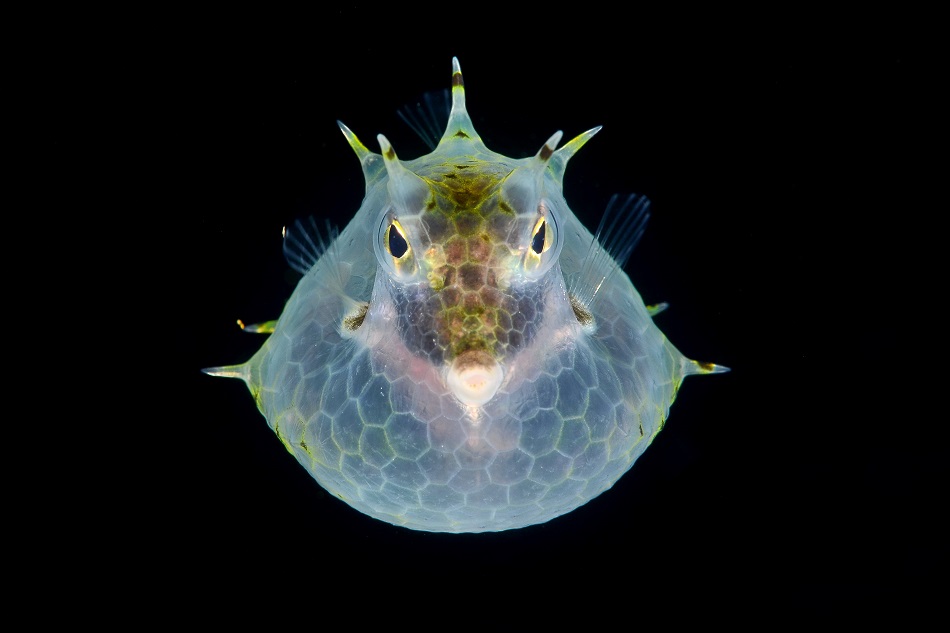 Cowfish