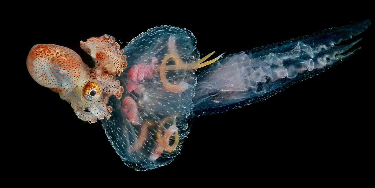 Un minuscule poulpe translucide flotte gracieusement dans les profondeurs, révélant la beauté mystérieuse du monde sous-ma...