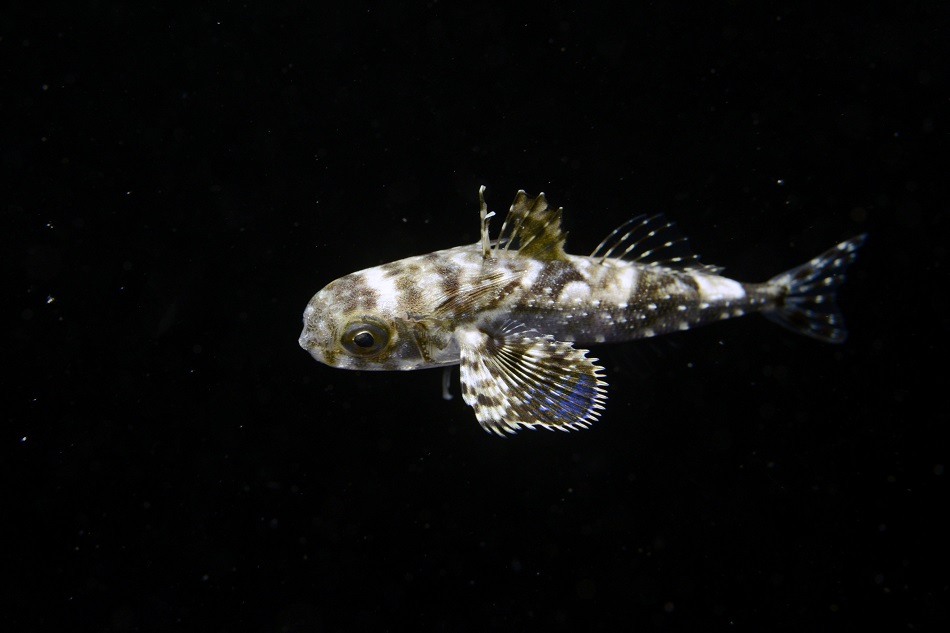 Dactylopterus volitans 45mm martinique fevrier 2023 ©rd (1)