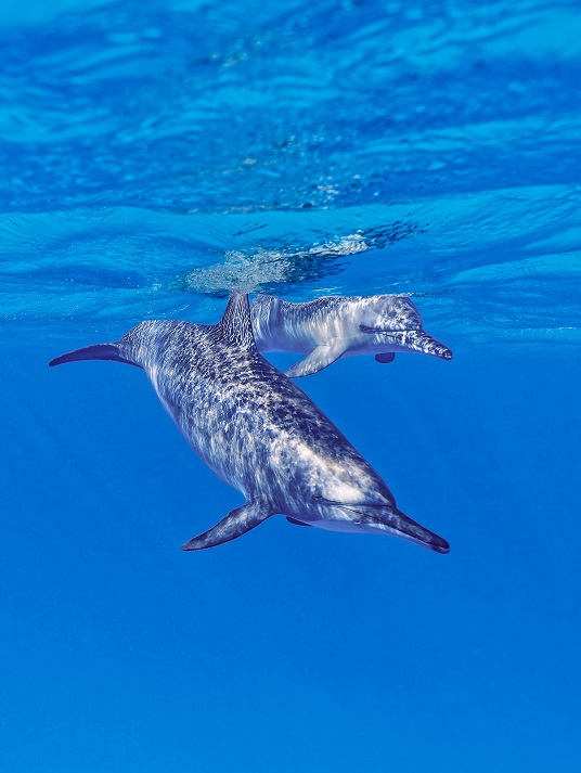 Dauphin à long bec, stenella longirostris