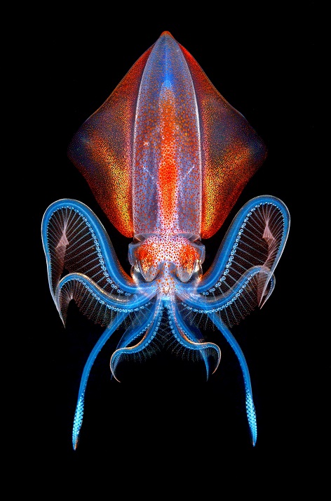 Diamond squid