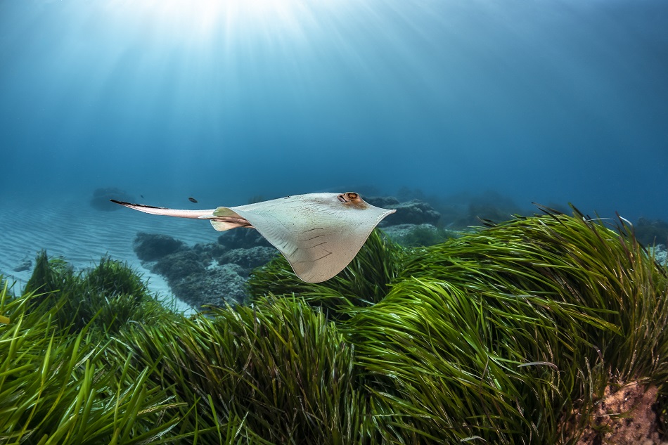 Expedition pelagos autre habitat raie pastenague dsc 6234