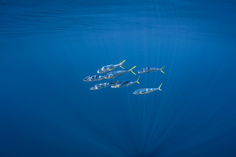 Expedition pelagos faune pelagique daurade coryphene dsc 8579