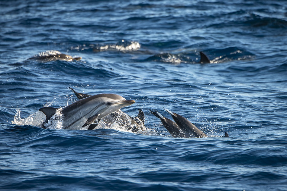 Expedition pelagos faune pelagique mammifère dauphins bleu et blanc d