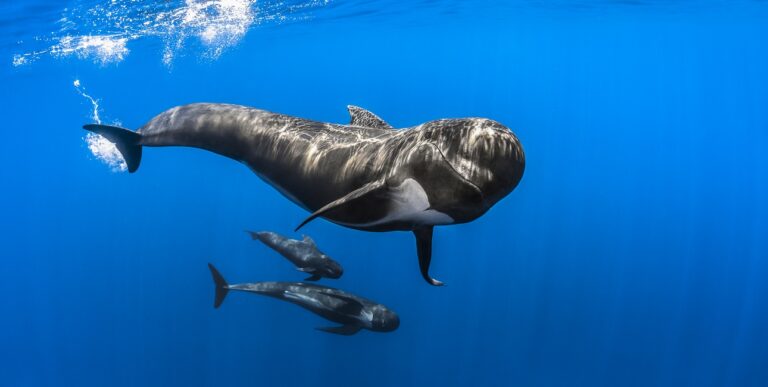 Des globicéphales noirs évoluent gracieusement dans les eaux cristallines, illustrant la splendeur de la faune pelagique.