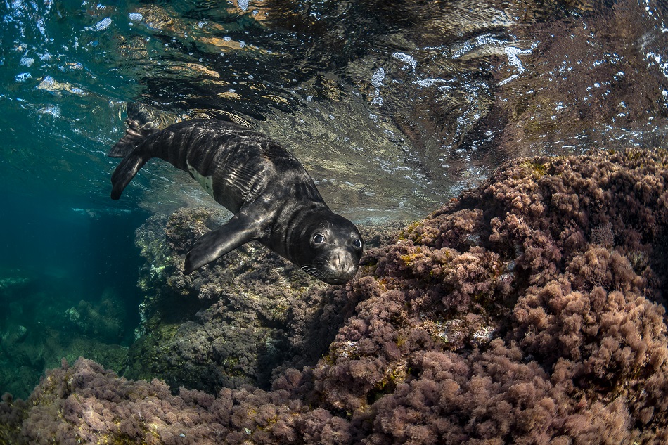 Expedition pelagos faune pelagique mammifère phoque moine dsc 8390