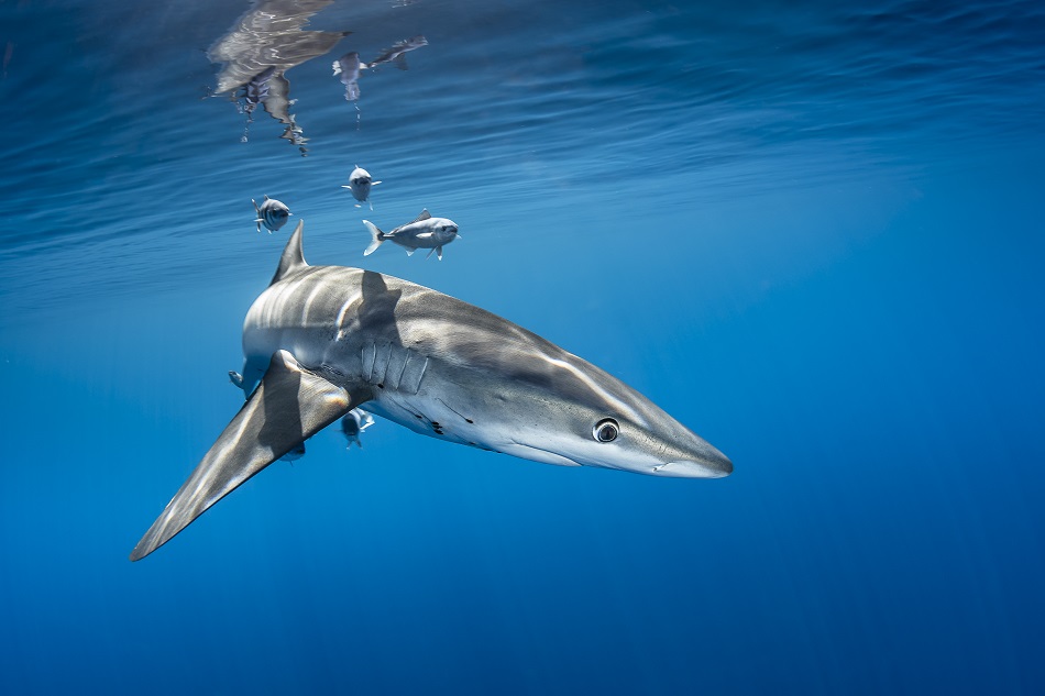Expedition pelagos faune pelagique requin peau bleue dsc 8810
