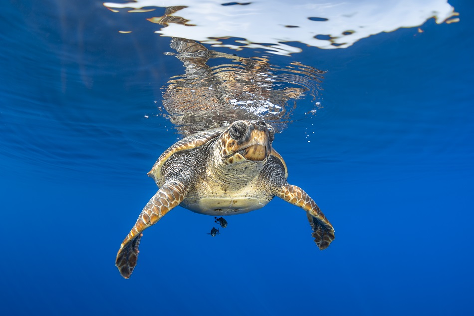 Expedition pelagos faune pelagique tortues carreta carreta dsc 9566