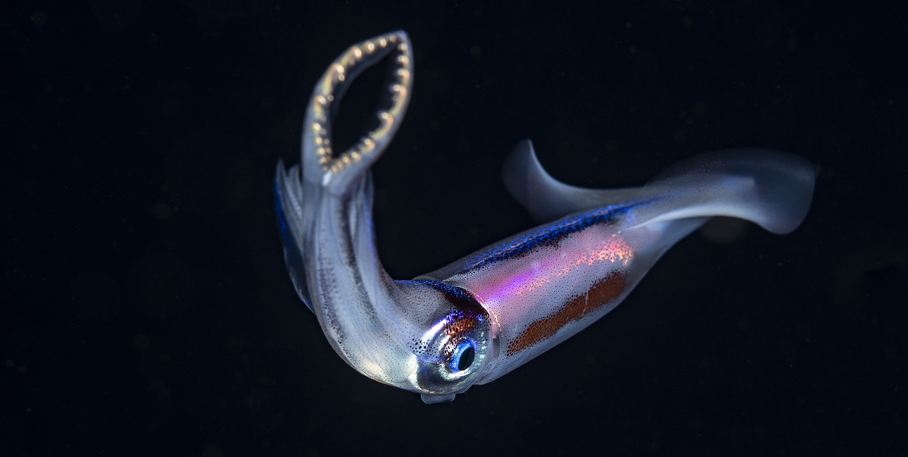 Un calmar iridescent évolue dans les profondeurs obscures, illustrant la beauté mystérieuse de la migration verticale marine.