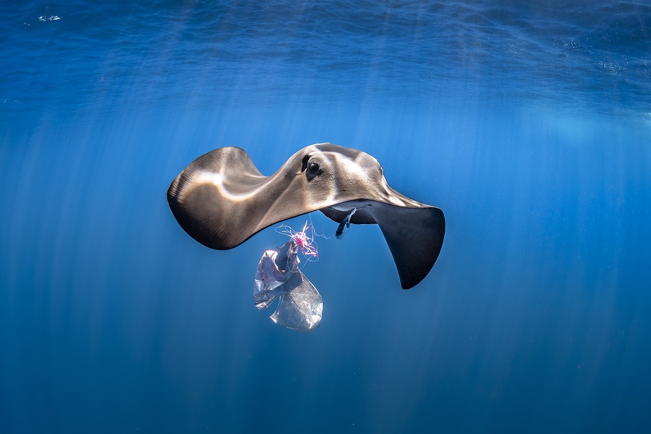 Expedition pelagos pression anthropique pollution dsc 3618