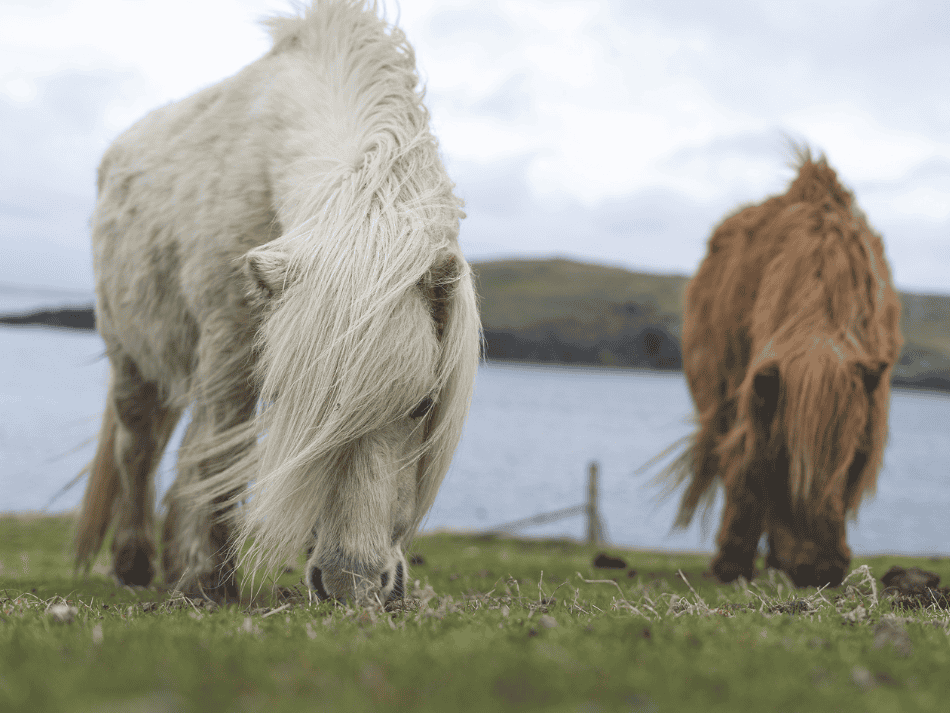 Ecosse (11)