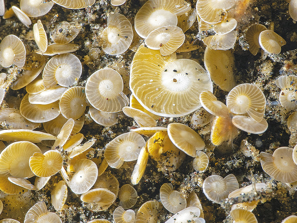 Foram 2