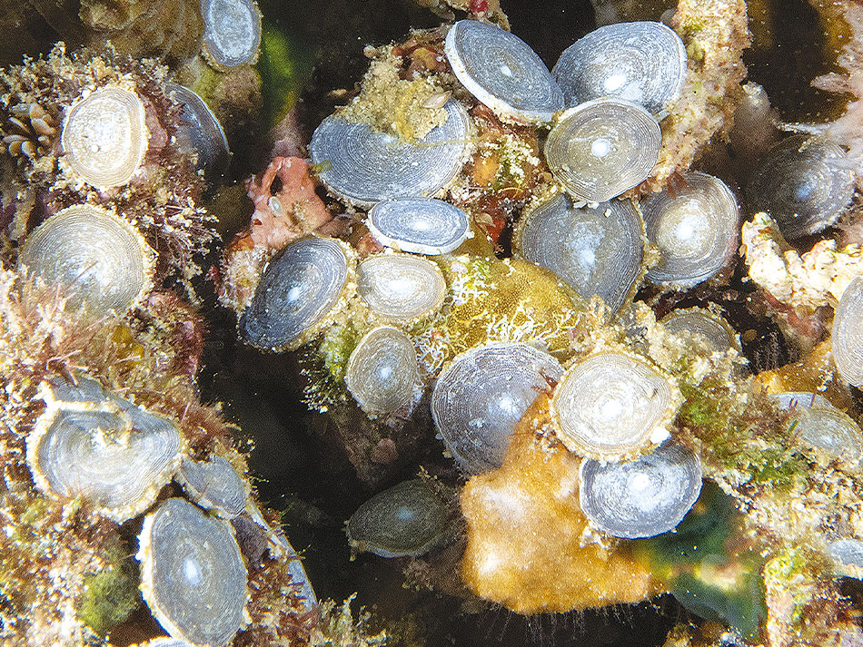 Foram 3