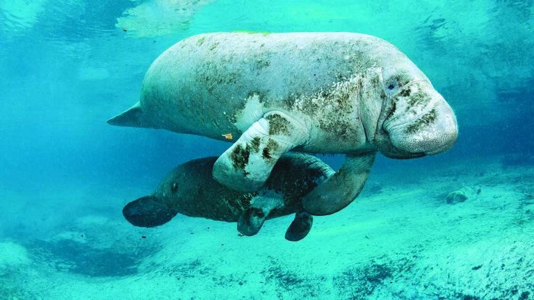 Un lamantin majestueux nage paisiblement dans les eaux cristallines, symbole de la richesse de la biodiversité marine.