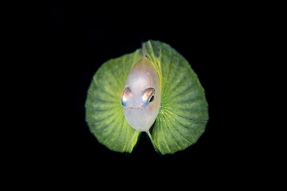 Larval scorpion fish