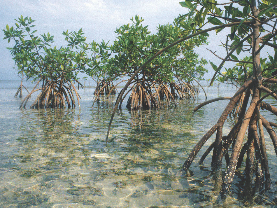 Mangrove (10)