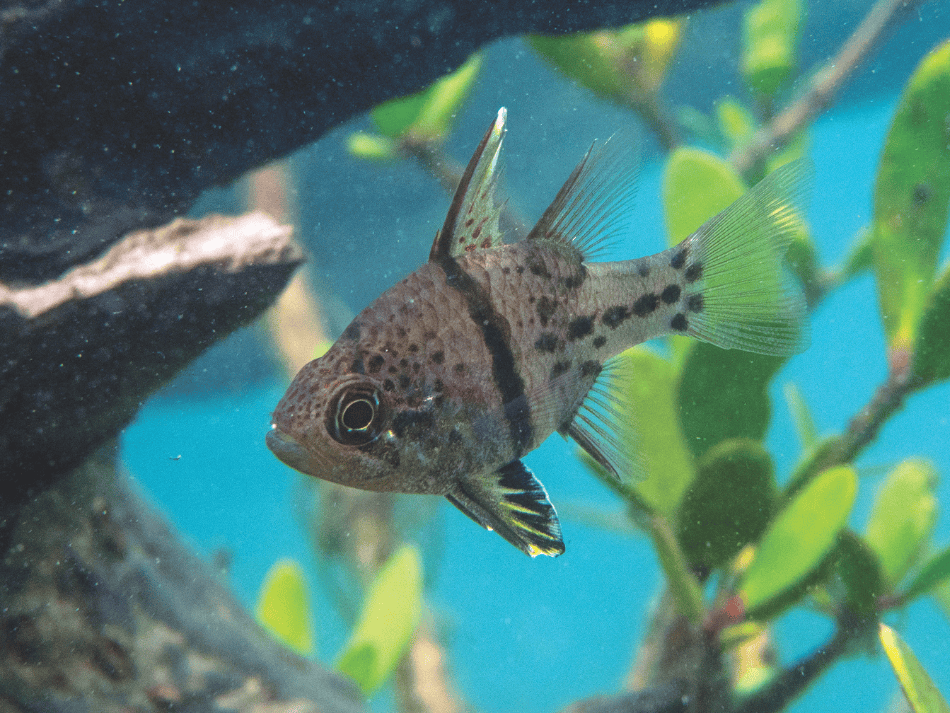 Mangrove (14)