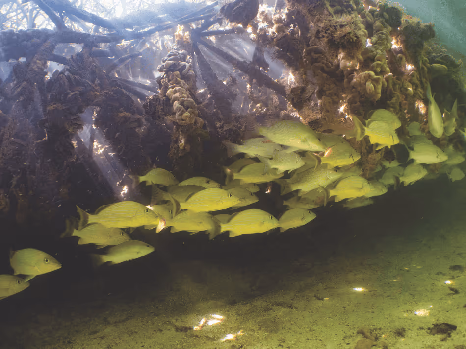 Mangrove (15)