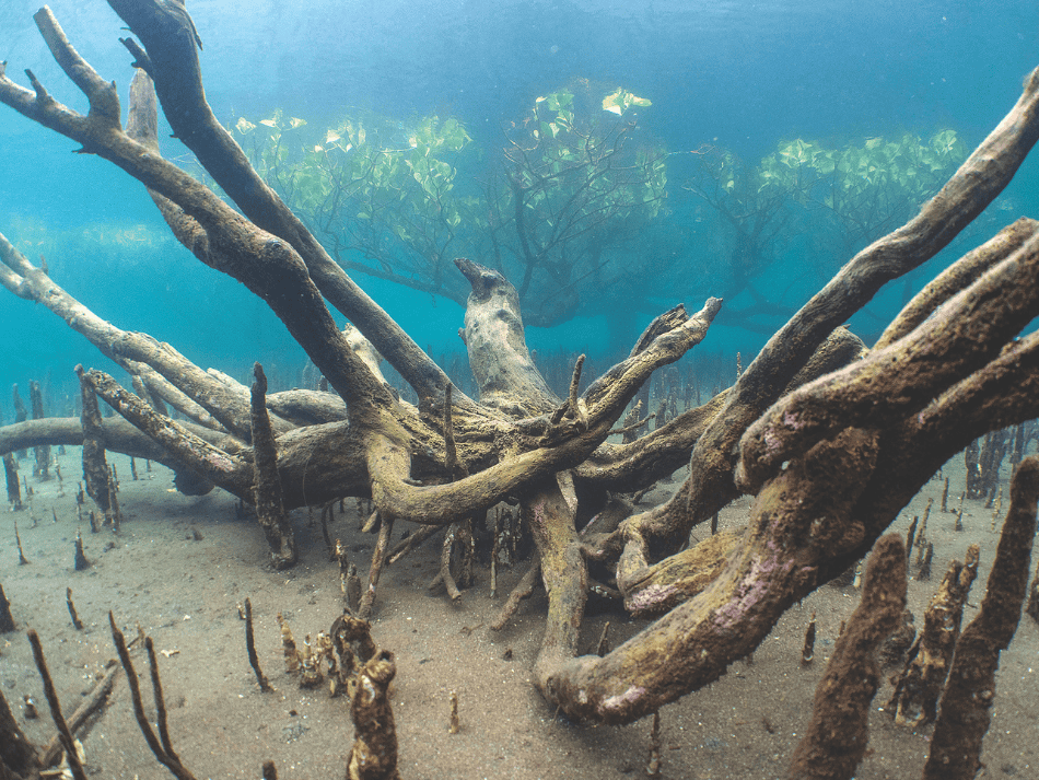 Mangrove (16)