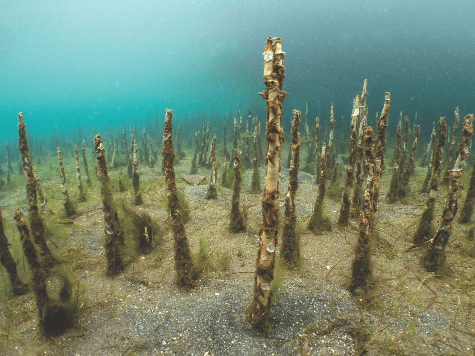 Mangrove (17)