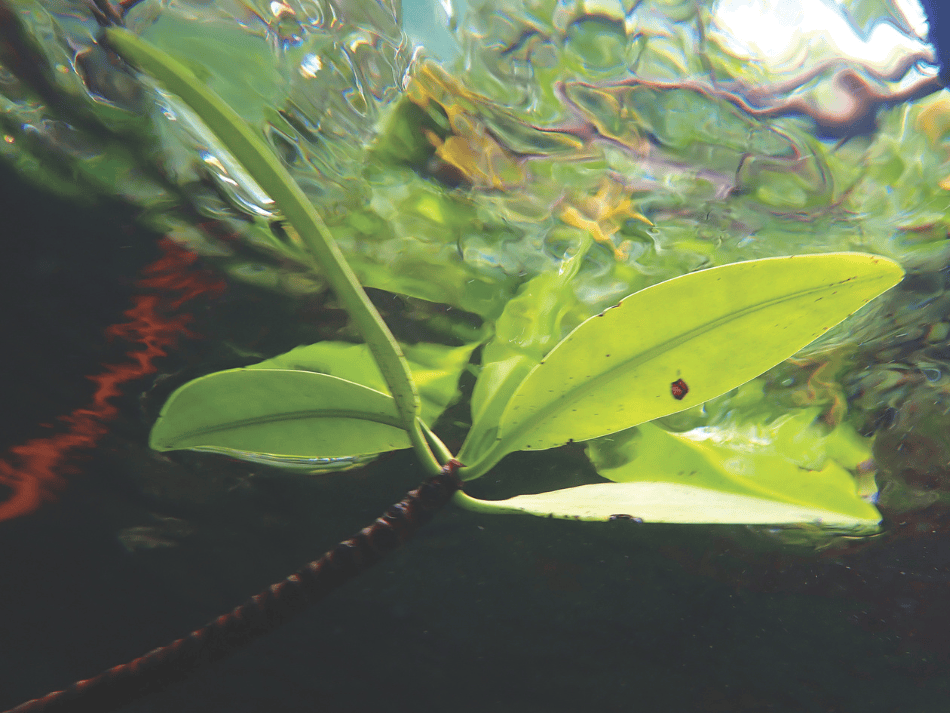 Mangrove (4)